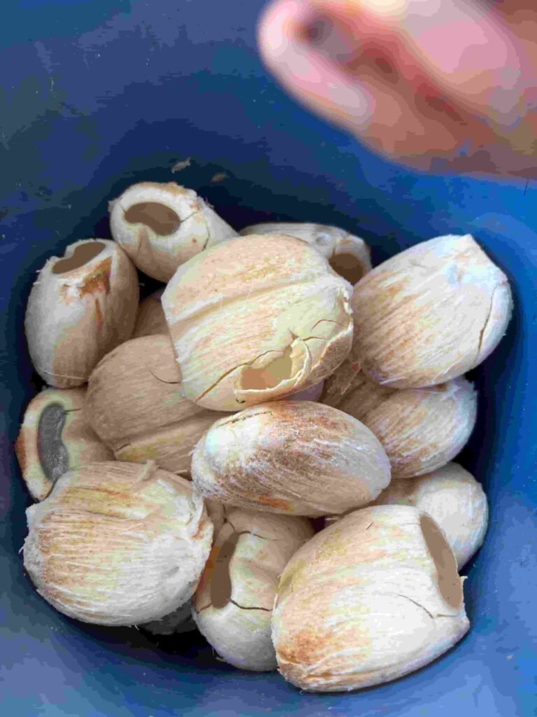 Freshly peeled panam nonk ice apple kept in a blue container ready to eat during summer