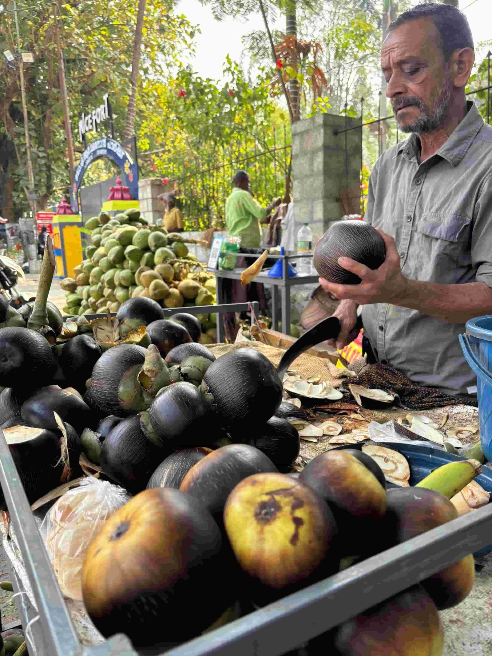 Street vendor cutting palmyra palm fruit to extract fresh panam nonk ice apple for customers